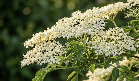 ルーマニアで自生するエルダーフラワーセイヨウニワトコの白い花房爽やかな香りが特徴でビタミンcと抗酸化成分が豊富春の季節の変わり目に飲む伝統的なハーブティーシロップの材料|暮らしを整えるルーマニ屋 ルーマニア産エルダーフラワーの白い花|春の季節ハーブで免疫アップ image title | 暮らしと心を整える収納と料理サポート