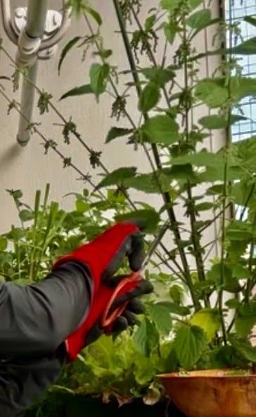 Harvestingfreshnettlewithgloves|暮らしを整えるルーマニ屋 赤と黒の厚手の保護手袋をはめた手で家庭菜園のプランターに生い茂る背の高いネトルの茎をハサミでカットして収穫する様子 image title | 暮らしと心を整える収納と料理サポート